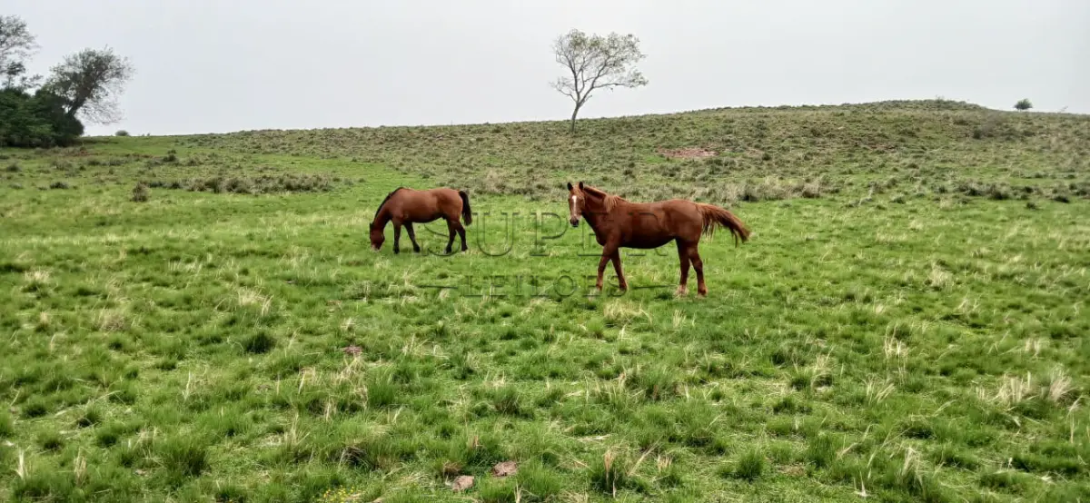 LOTE 002 - LOTE 02 – EQUINOS: 4 fêmeas