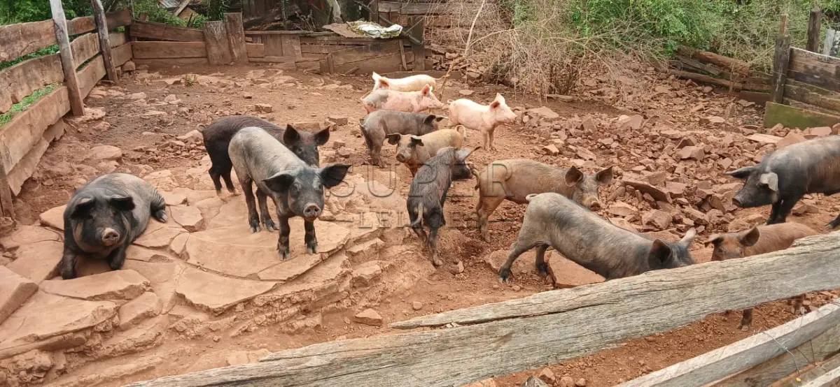 LOTE 003 - LOTE 03 – SUINOS – 10 leitões
