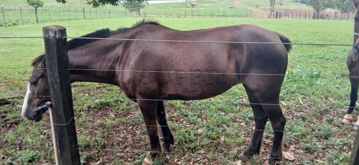 LOTE 002 - LOTE 02 – EQUINOS: 4 fêmeas