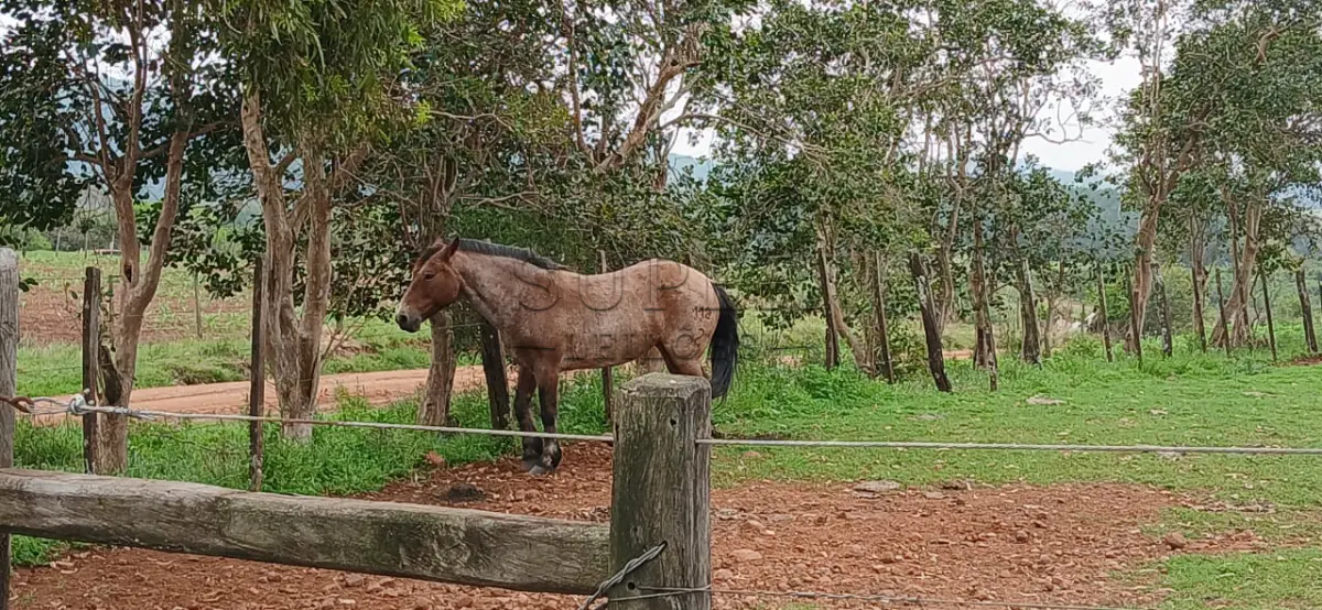LOTE 002 - LOTE 02 – EQUINOS: 4 fêmeas