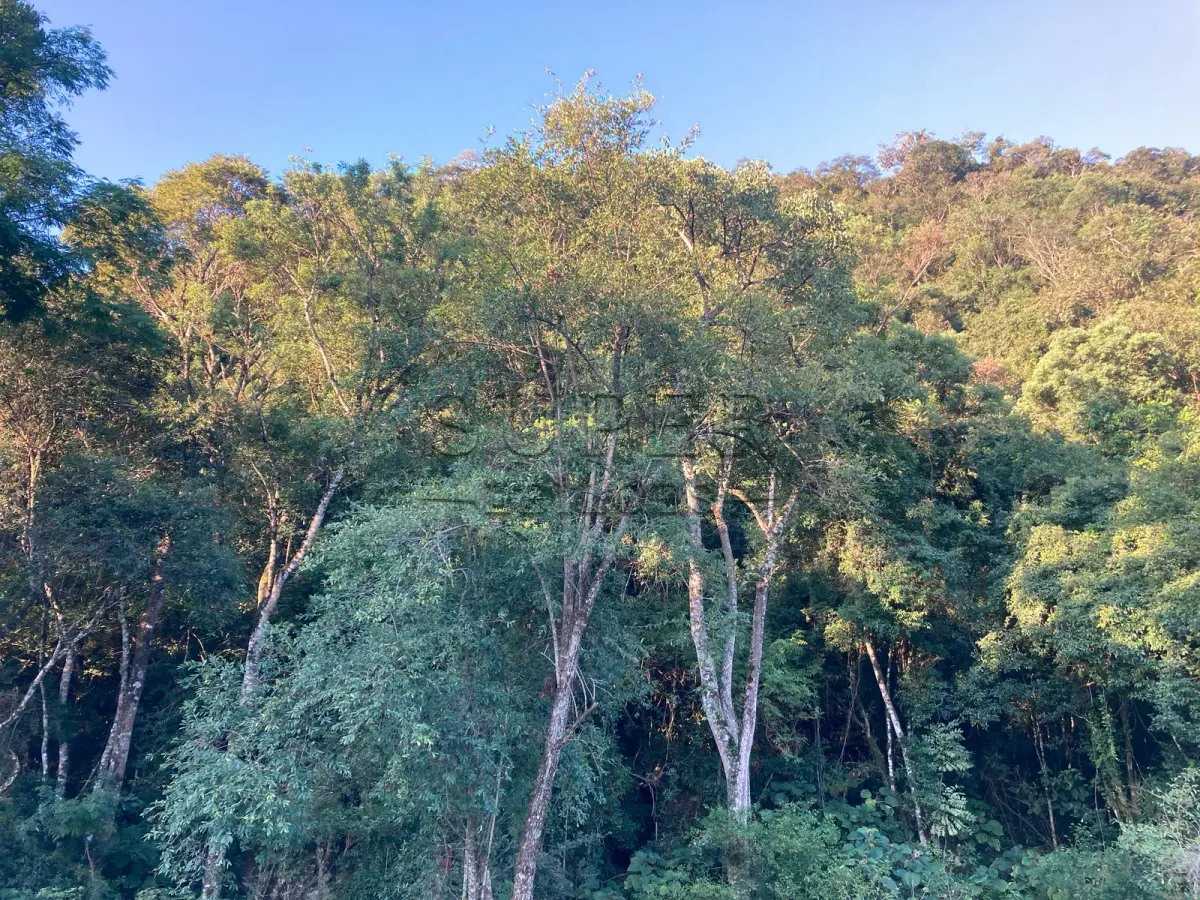 LOTE 001 - 5 Hectares de terras, A 300 metros do Salão Comunitário São Valentin  Lagoão/RS