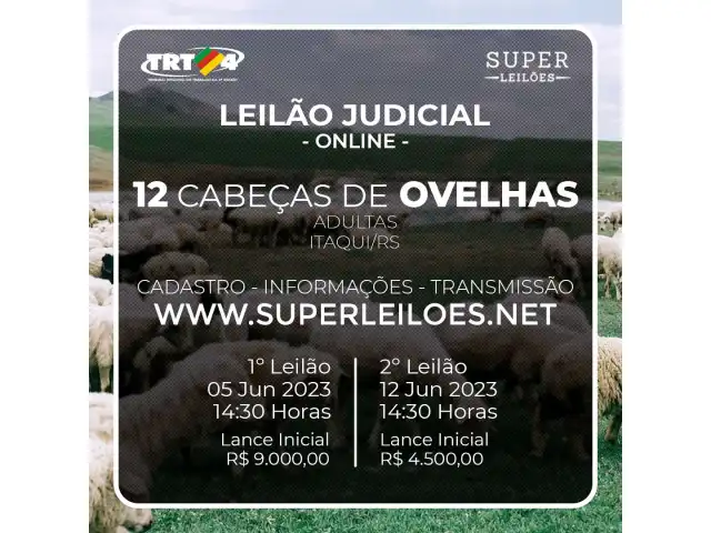 12(DOZE) CABEÇAS DE OVELHAS ADULTAS.