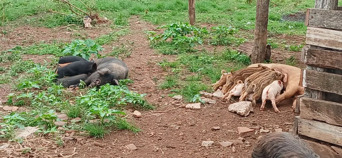 LOTE 004 - LOTE 04 – SUINOS – 1 cachaço macho