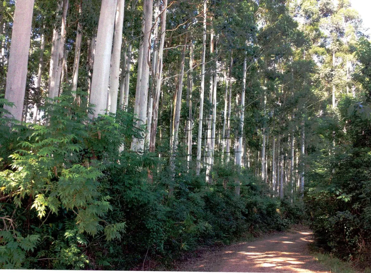 LOTE 001 - UMA FRAÇÃO DE TERRAS DE 557.500m² COM UMA FLORESTA DE EUCALIPTO DE MAIS DE 16 ANOS  EM LAGOA BONITA DO SUL/RS