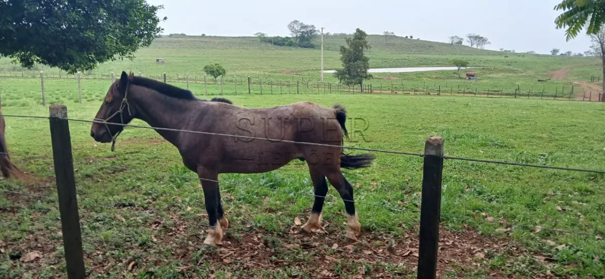 LOTE 002 - LOTE 02 – EQUINOS: 4 fêmeas