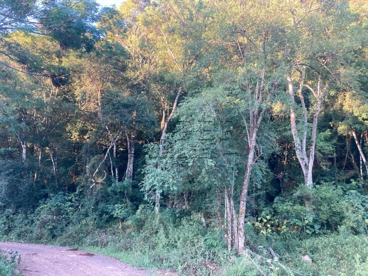 LOTE 001 - 5 Hectares de terras, A 300 metros do Salão Comunitário São Valentin  Lagoão/RS