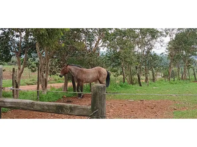 Leilão de Semoventes: Equinos e Suinos