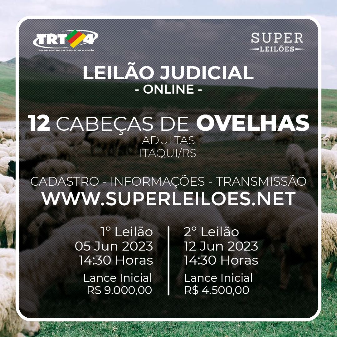 12(DOZE) CABEÇAS DE OVELHAS ADULTAS.