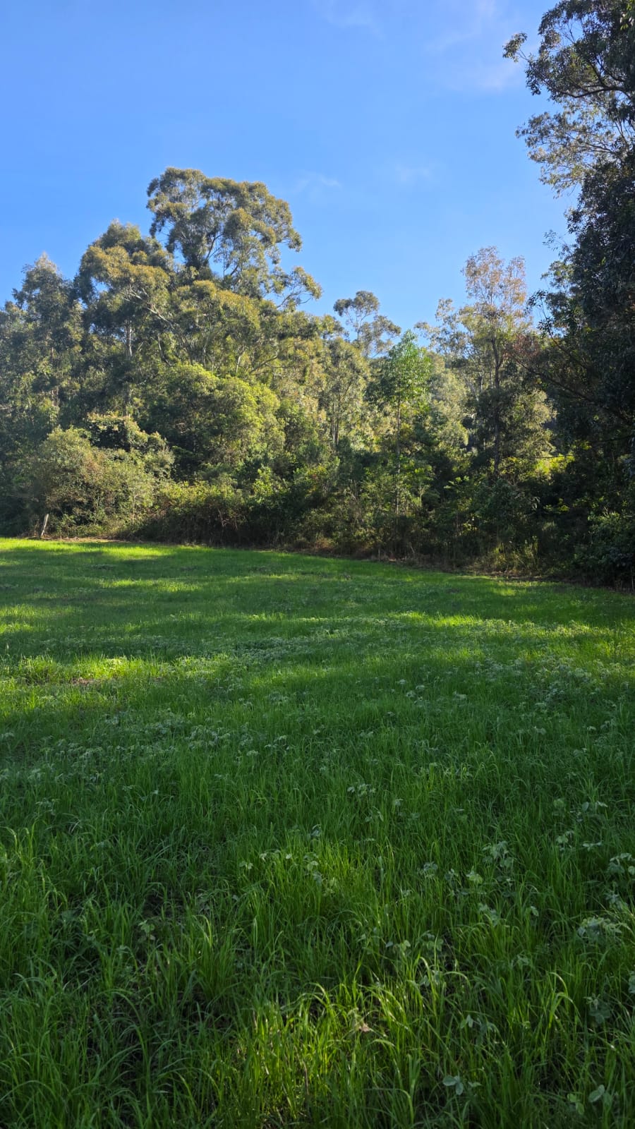 LOTE 005 - LOTE 01 - Uma fração de terras com área superficial de 2,4920 ha, em comum com área maior de 8,5 ha, sita no lugar denominado Cortado, município de Paraíso do Sul, com matrícula 6.671.
