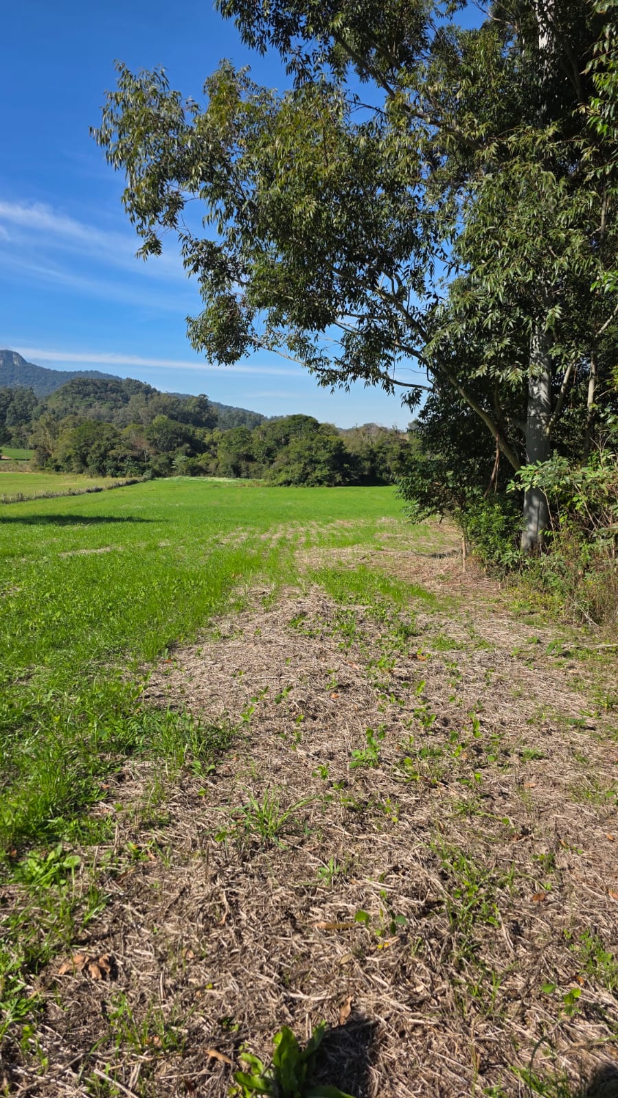 LOTE 005 - LOTE 01 - Uma fração de terras com área superficial de 2,4920 ha, em comum com área maior de 8,5 ha, sita no lugar denominado Cortado, município de Paraíso do Sul, com matrícula 6.671.