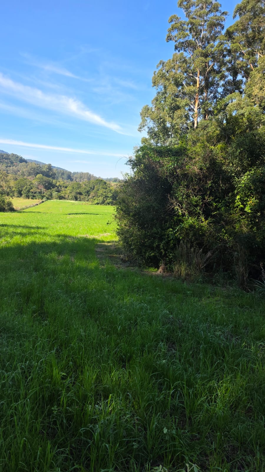 LOTE 005 - LOTE 01 - Uma fração de terras com área superficial de 2,4920 ha, em comum com área maior de 8,5 ha, sita no lugar denominado Cortado, município de Paraíso do Sul, com matrícula 6.671.