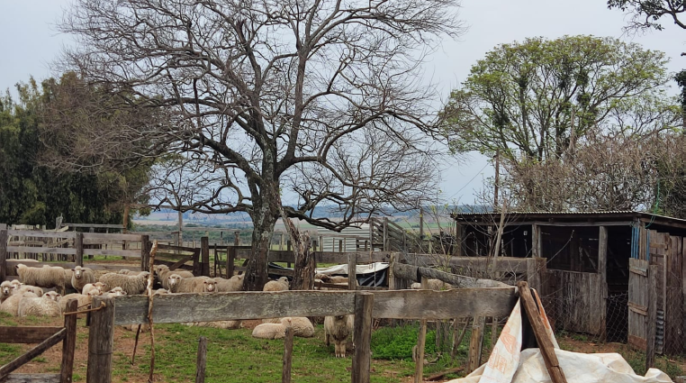 Lote 01 - Uma Fração De Campos E Matos Correspondentes, Situada No 3º Distrito Do Município De São Francisco De Assis/rs, Com Área Superficial De 47ha82a70ca, Matrícula Nº 936., localizado em São Francisco De Assis - RS