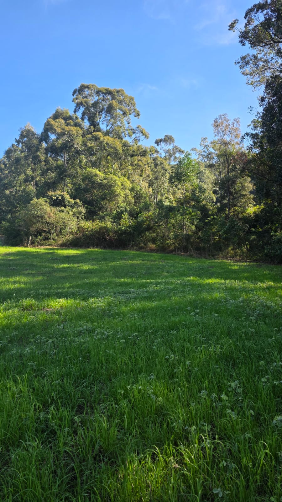 LOTE 005 - LOTE 01 - Uma fração de terras com área superficial de 2,4920 ha, em comum com área maior de 8,5 ha, sita no lugar denominado Cortado, município de Paraíso do Sul, com matrícula 6.671.
